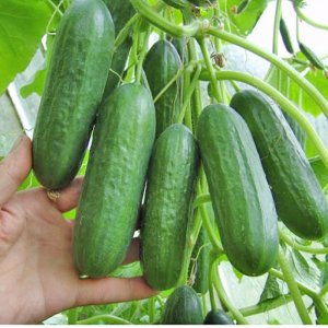 Dưa baby Ngọc Lý