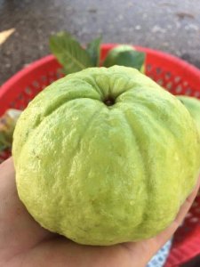 Ổi sạch xã Đại Hoá