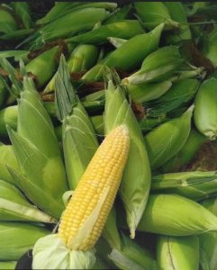 ngô ngọt chất lượng