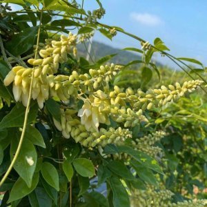 Trà hoa Sâm Nam núi Dành dạng túi lọc