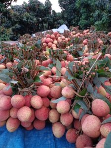 Vải sớm ông Lương