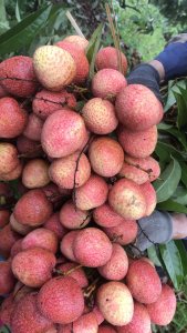 Vải sớm bà Minh