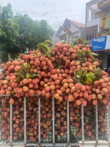 Vải sớm Phúc Hòa ông Bính