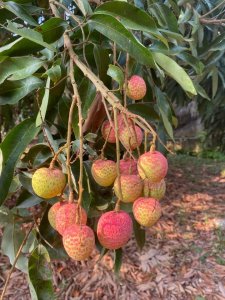 Vải sớm Phúc Hòa ông Thăng