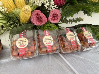 Cà chua bi Vinh Quang