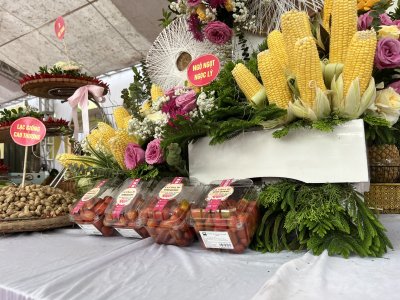 Cà chua bi Vinh Quang