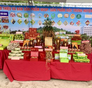 Cà chua bi Vinh Quang OCOP 3 sao