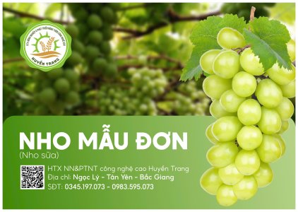 Nho mẫu đơn (nho sữa)