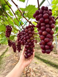 Nho hạ đen sạch