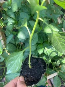 Con giống ớt ngọt socola