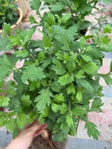 Cây cúc giống đủ loại